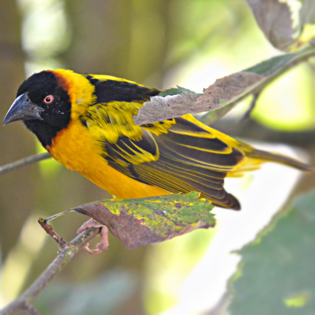 BLACK HEADED WEAVER