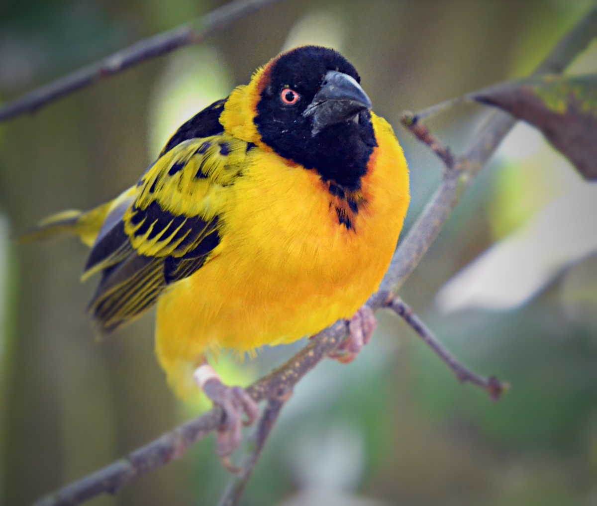 BLACK HEADED WEAVER