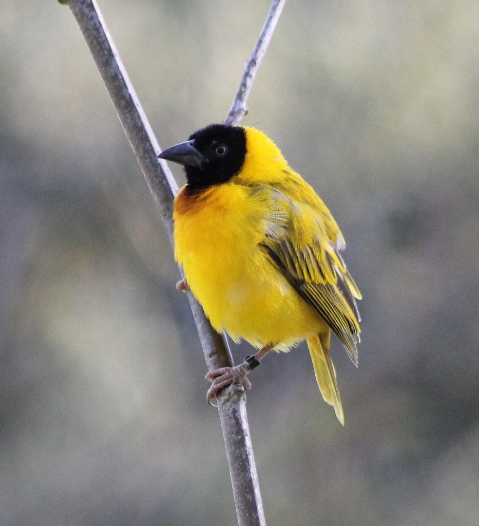 Black-headed weaver