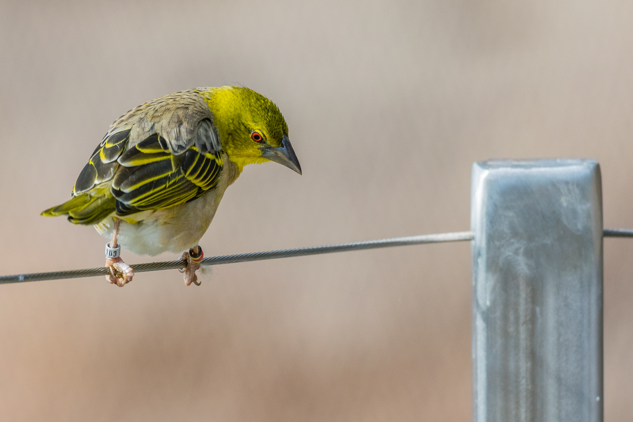 Black-Headed Weaver