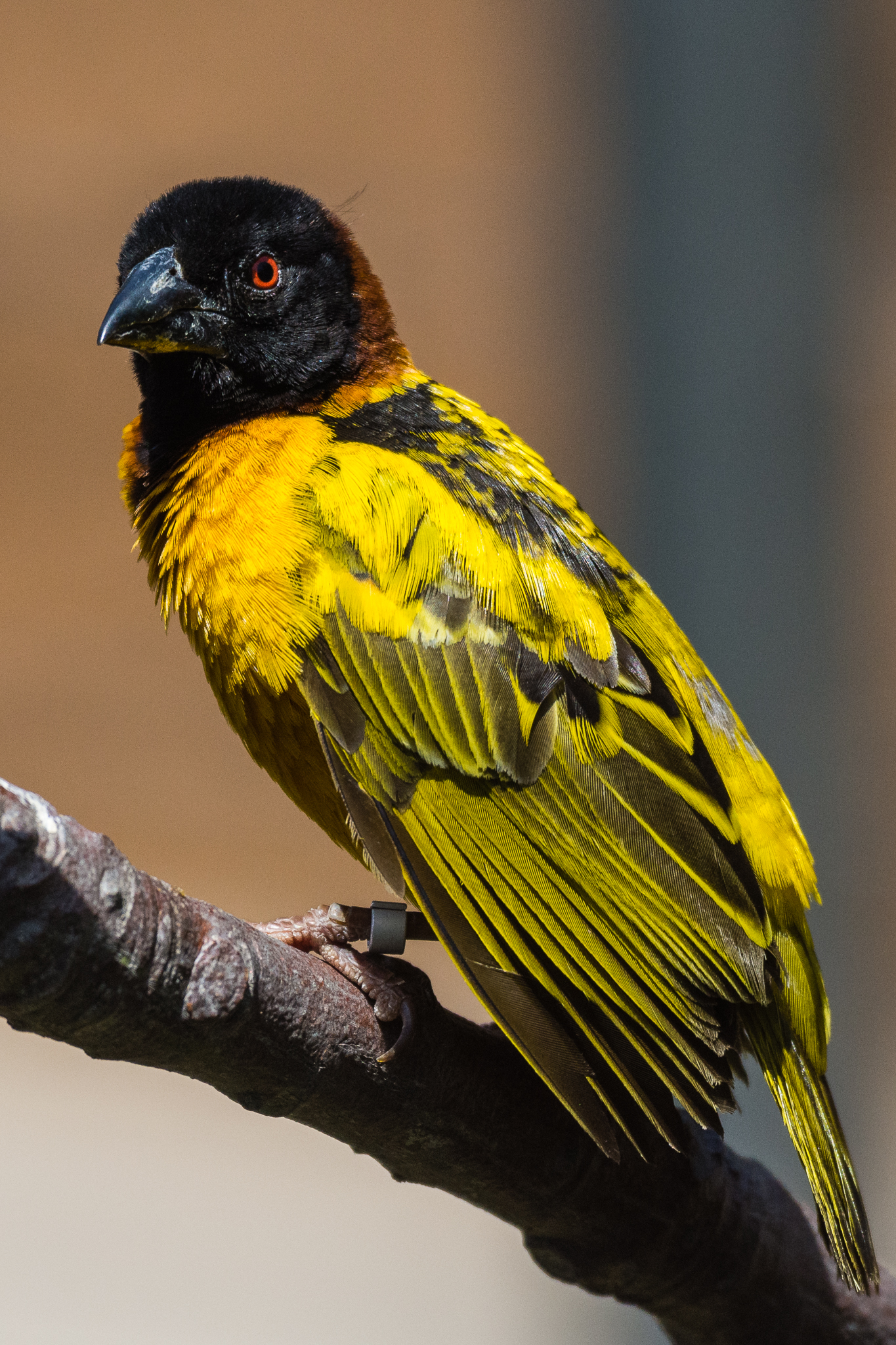 black-headed weaver