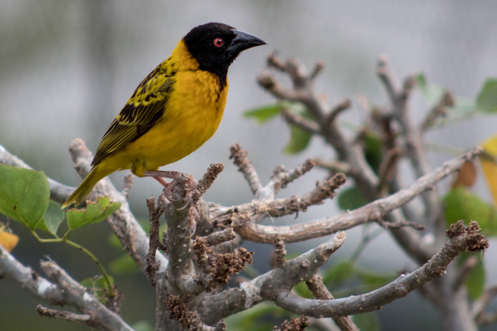 Black-headed weaver