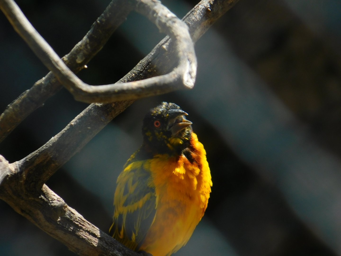 Black Headed Weaver