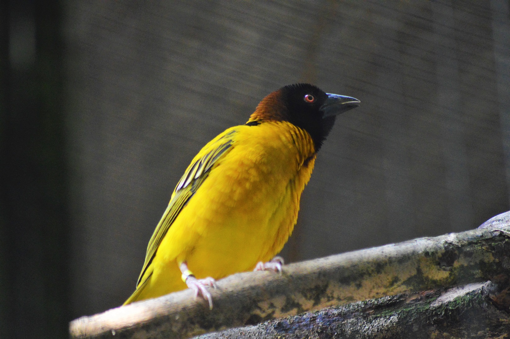 Black-headed weaver
