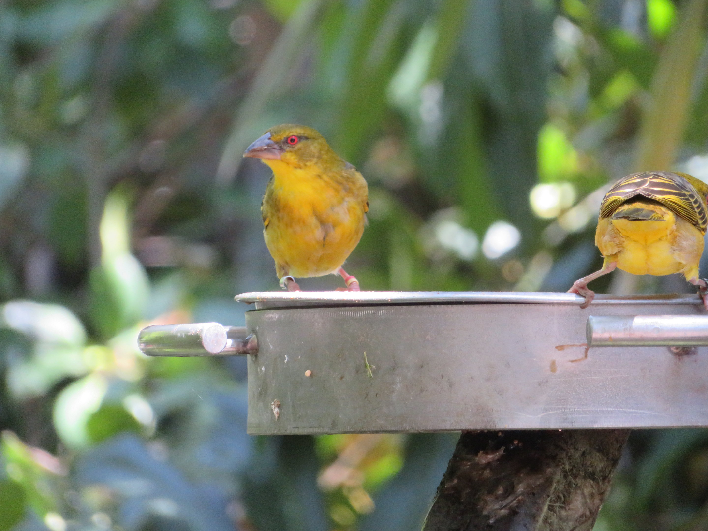 Black-headed Weaver