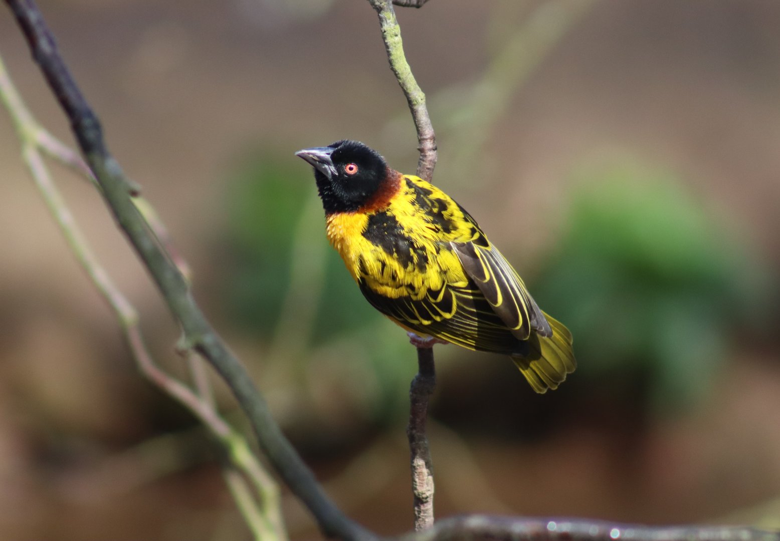 Black-headed Weaver