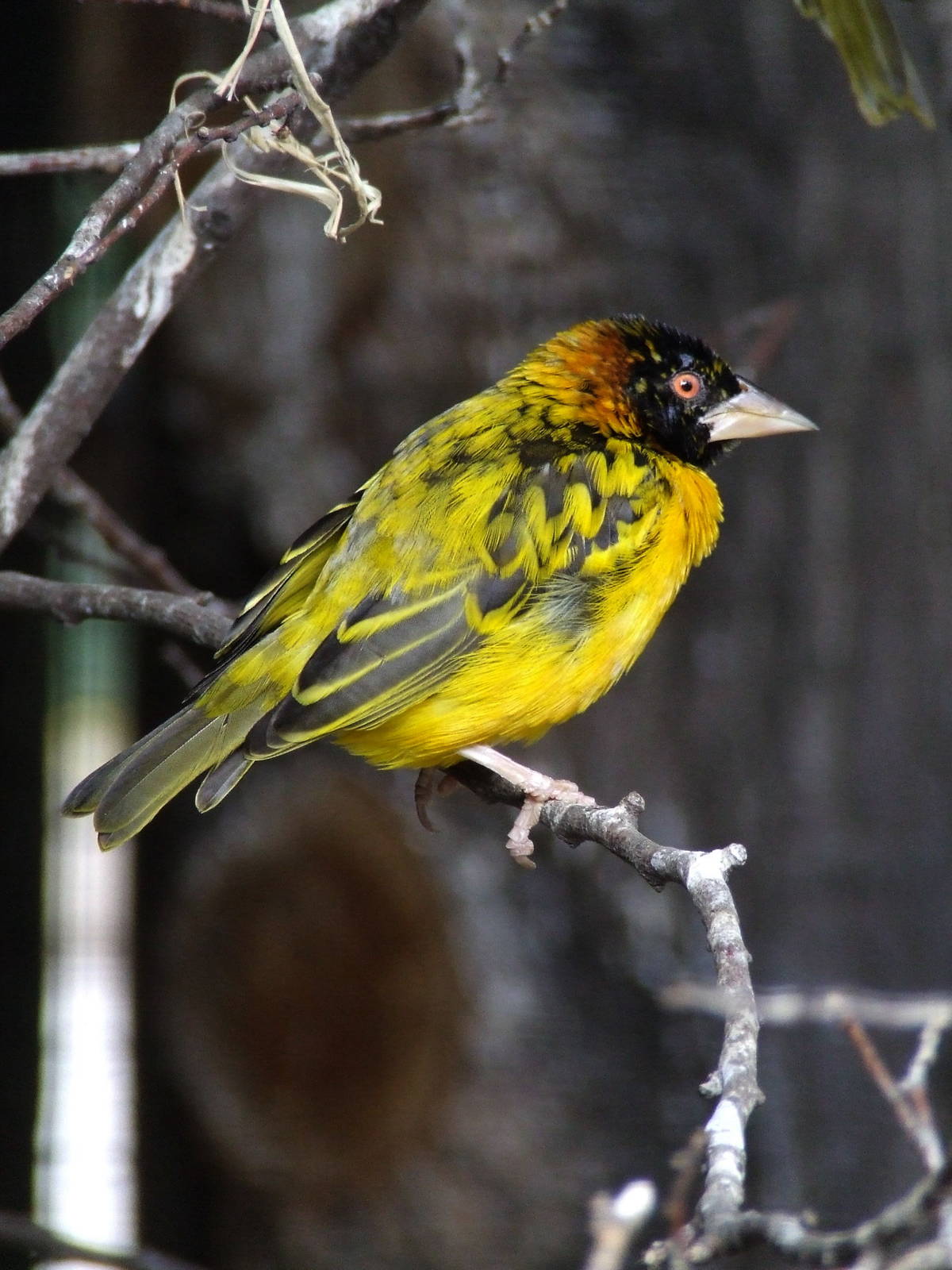 Black-headed Weaver