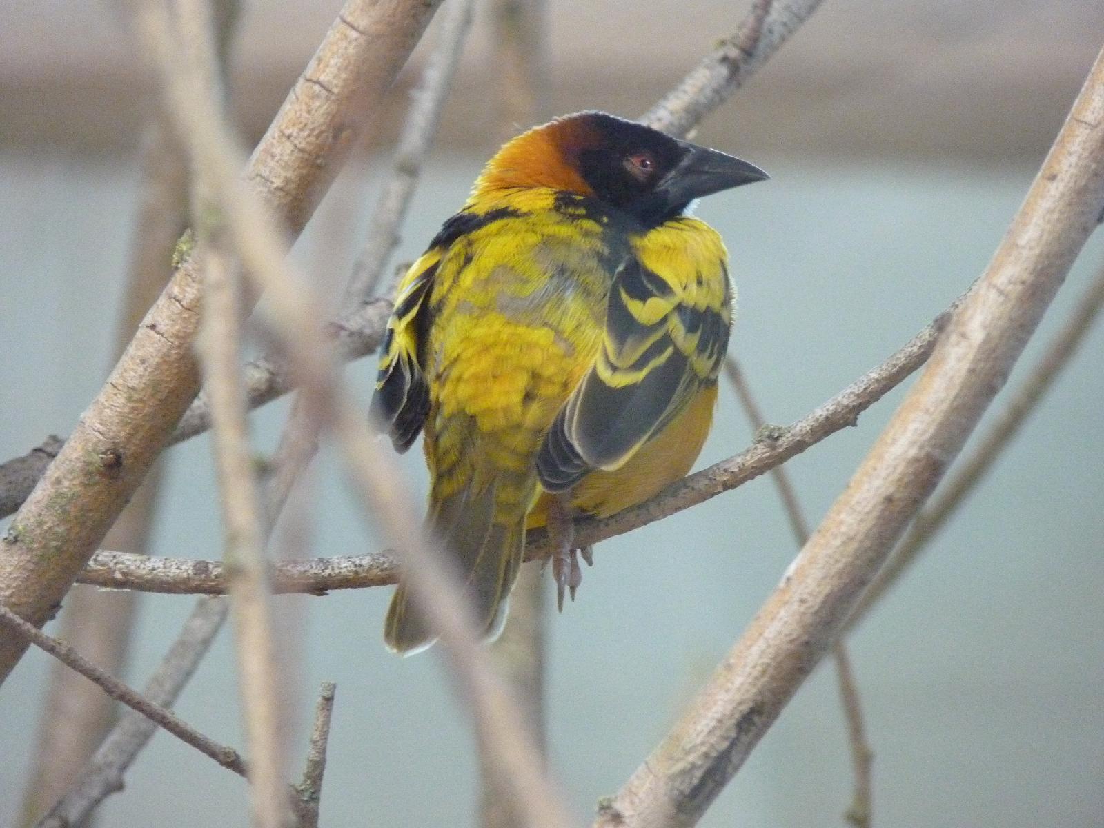 Black-Headed Weaver