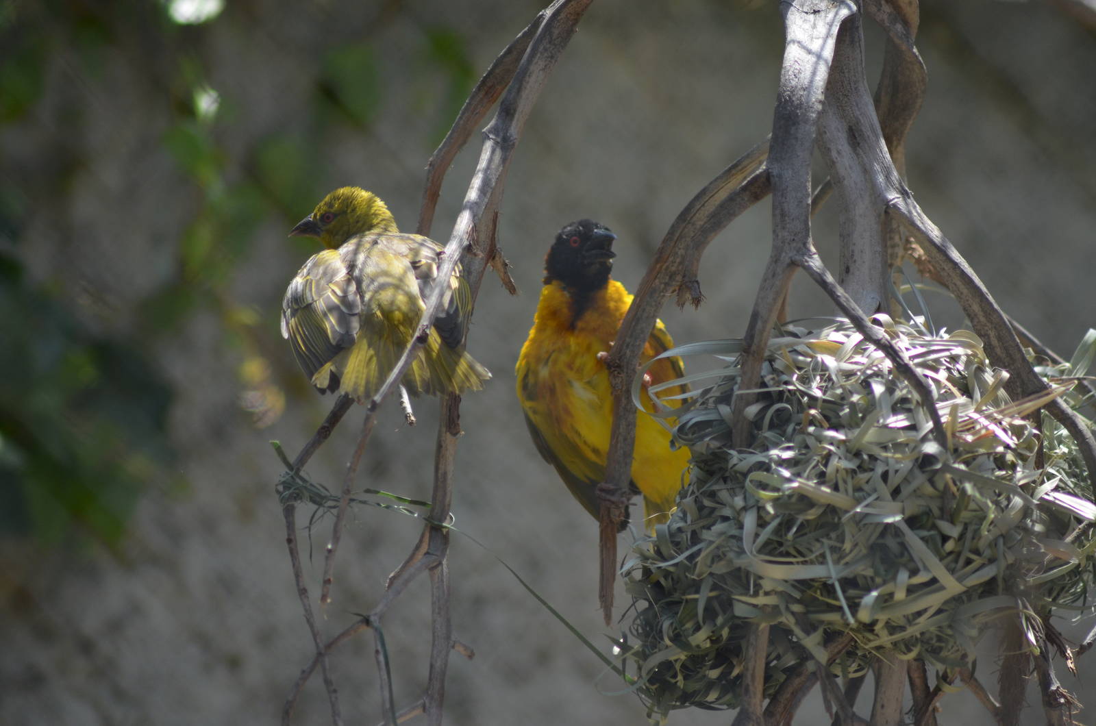 Black-headed Weavers