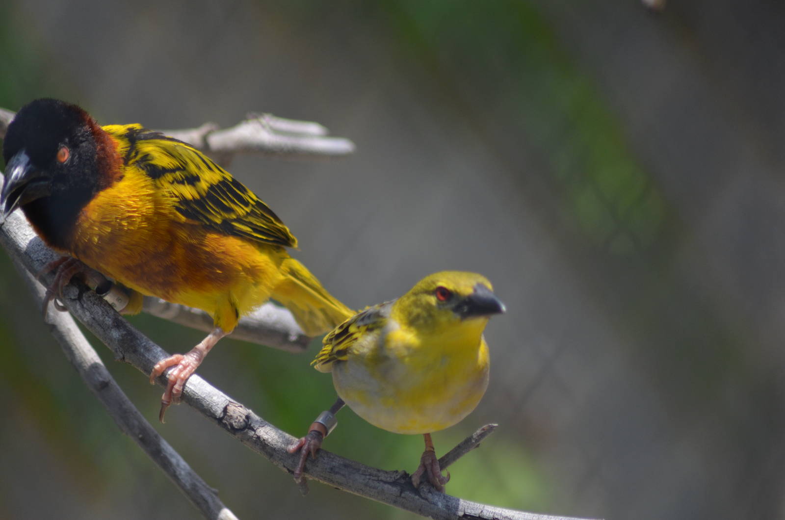 Black-headed Weavers