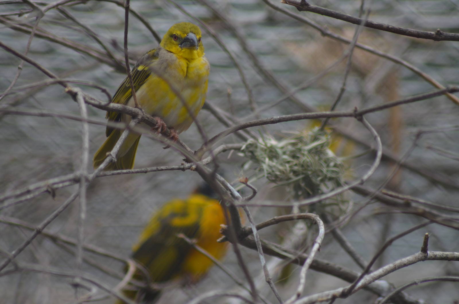 Black Headed Weavers