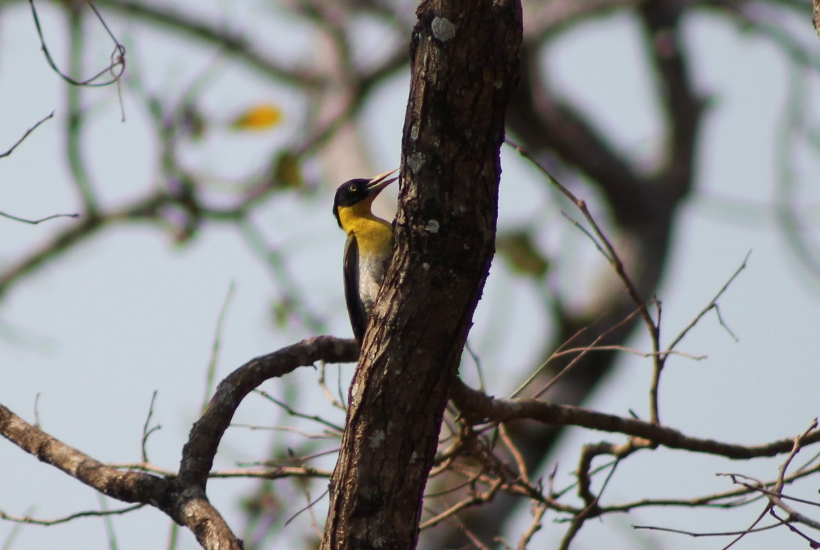 Black-headed Woodpecker (Picus erythropygius)