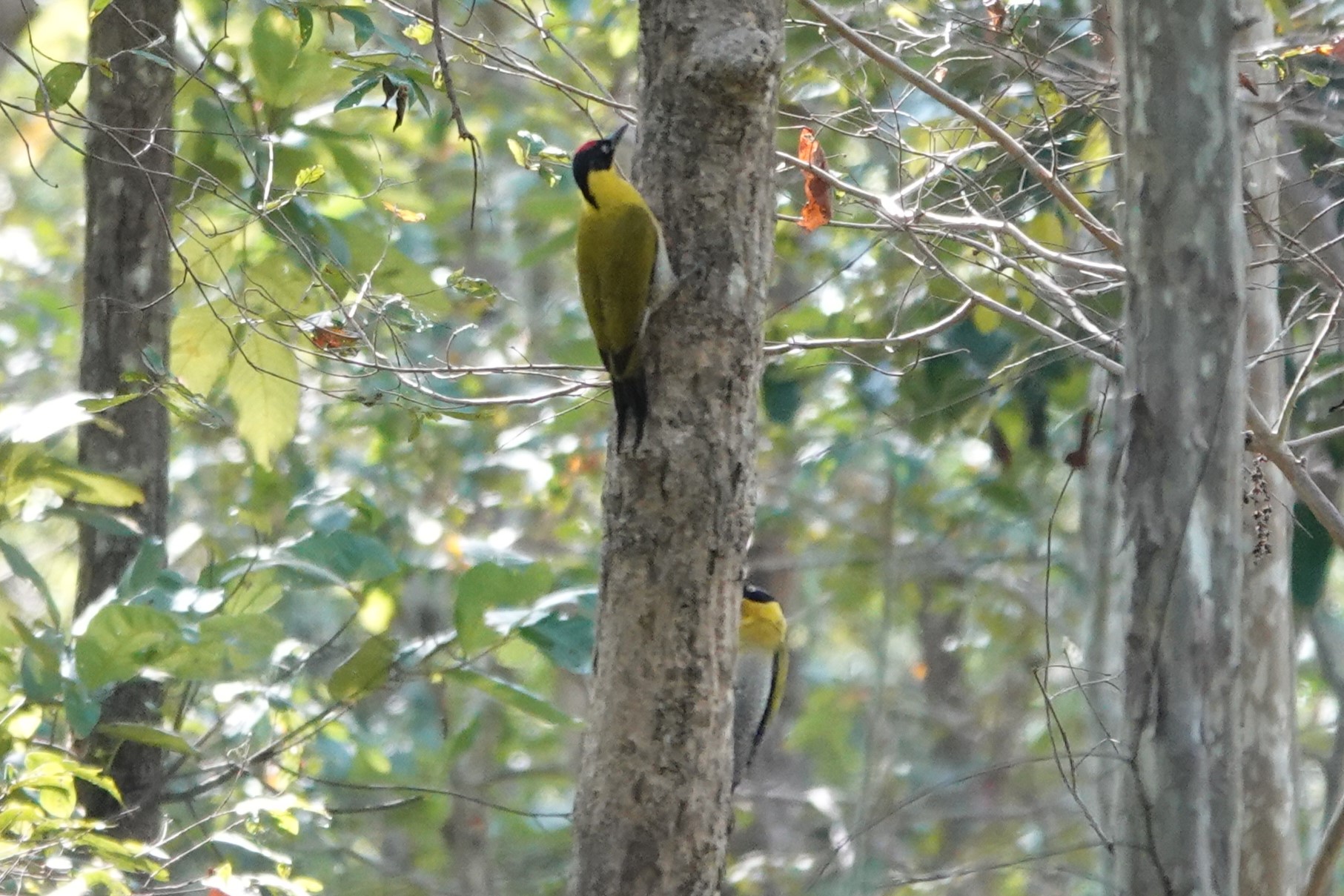 Black-headed Woodpecker