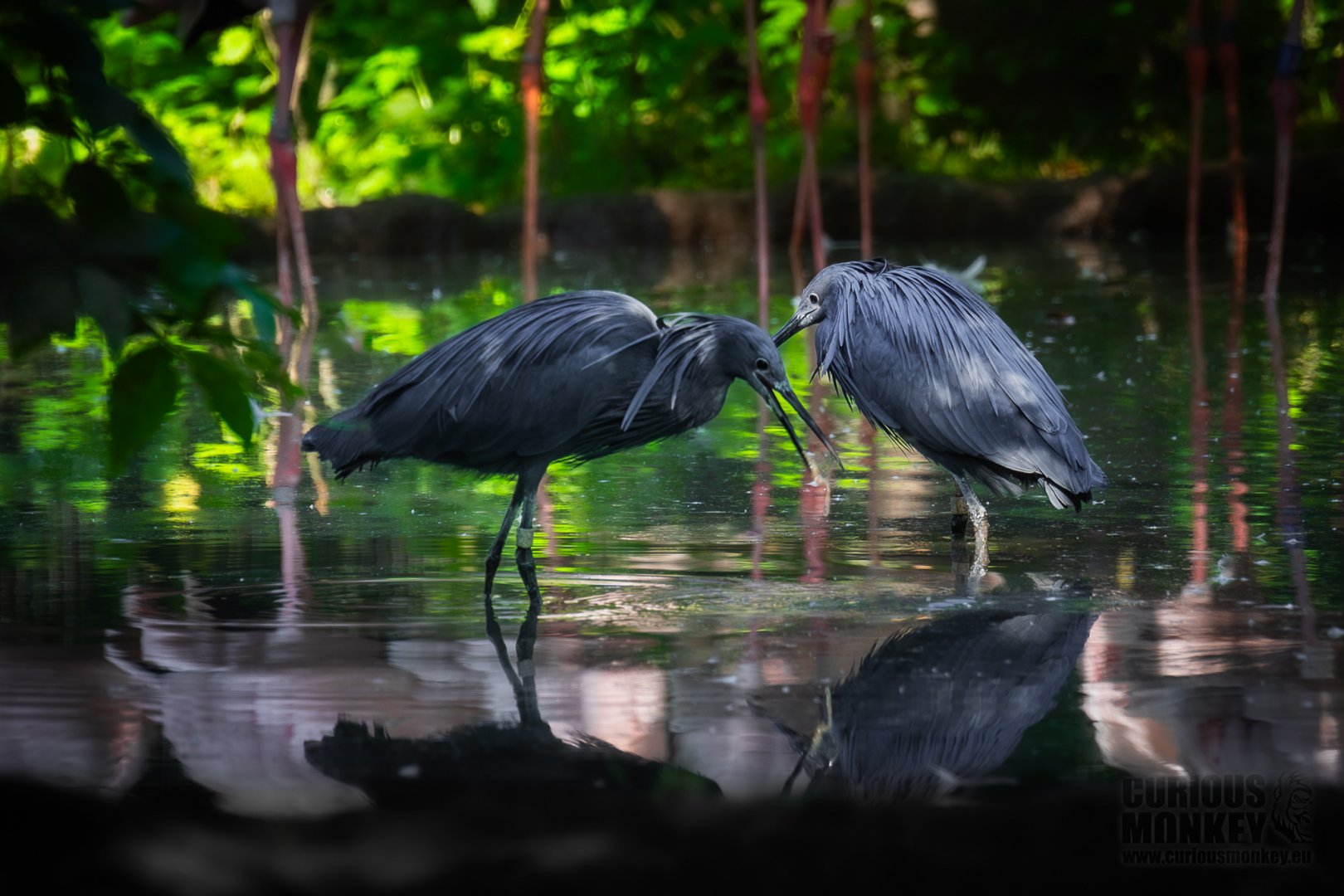 Black Heron (egretta ardesiaca) 08/24