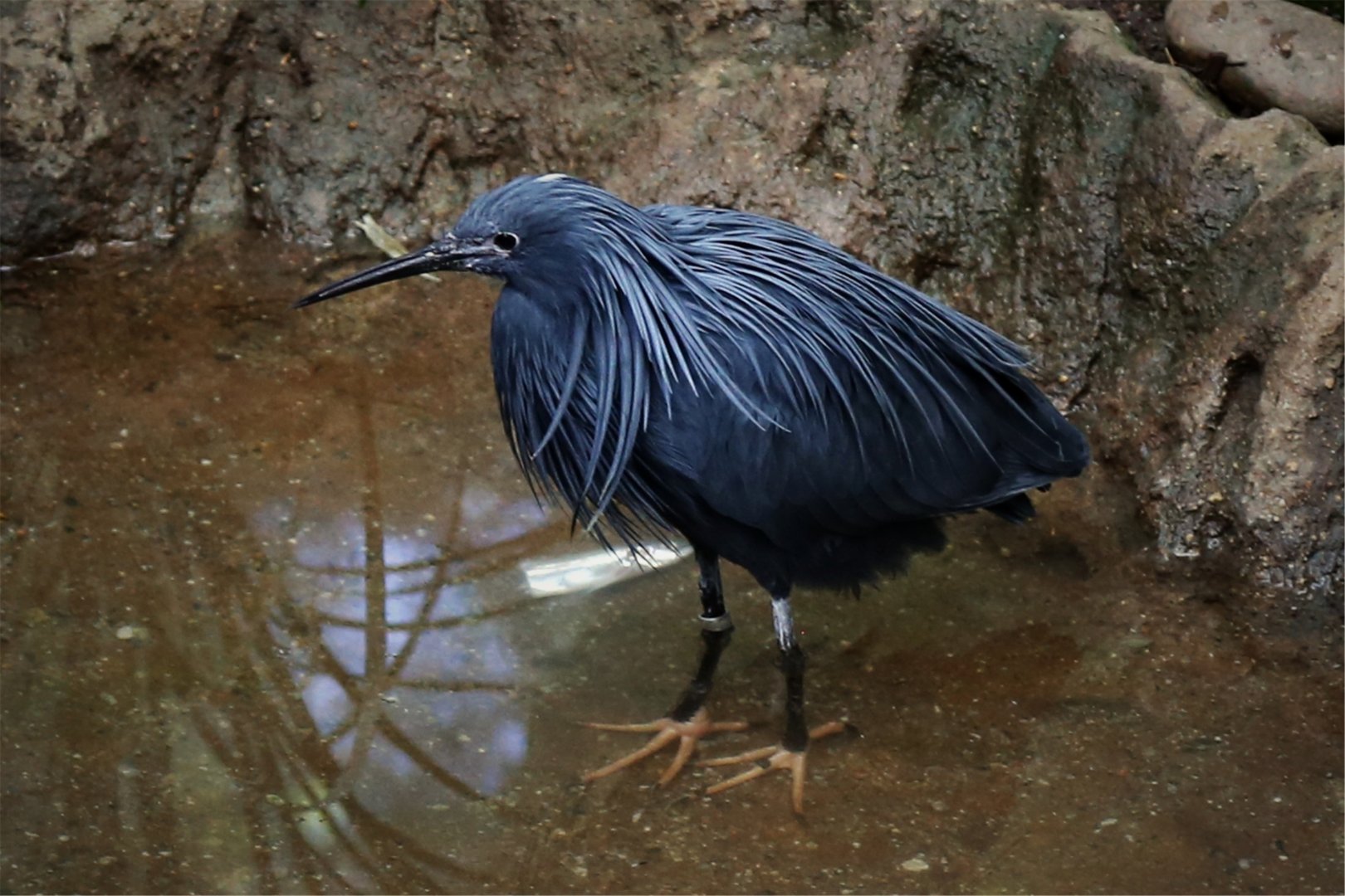 Black Heron (Egretta ardesiaca), December 2015