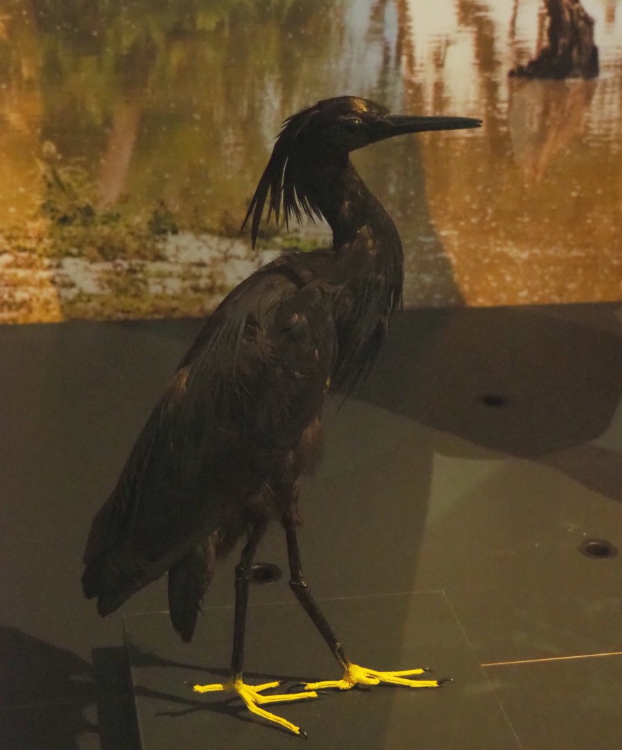 Black heron (Egretta ardesiaca) specimen, 2021-10-20