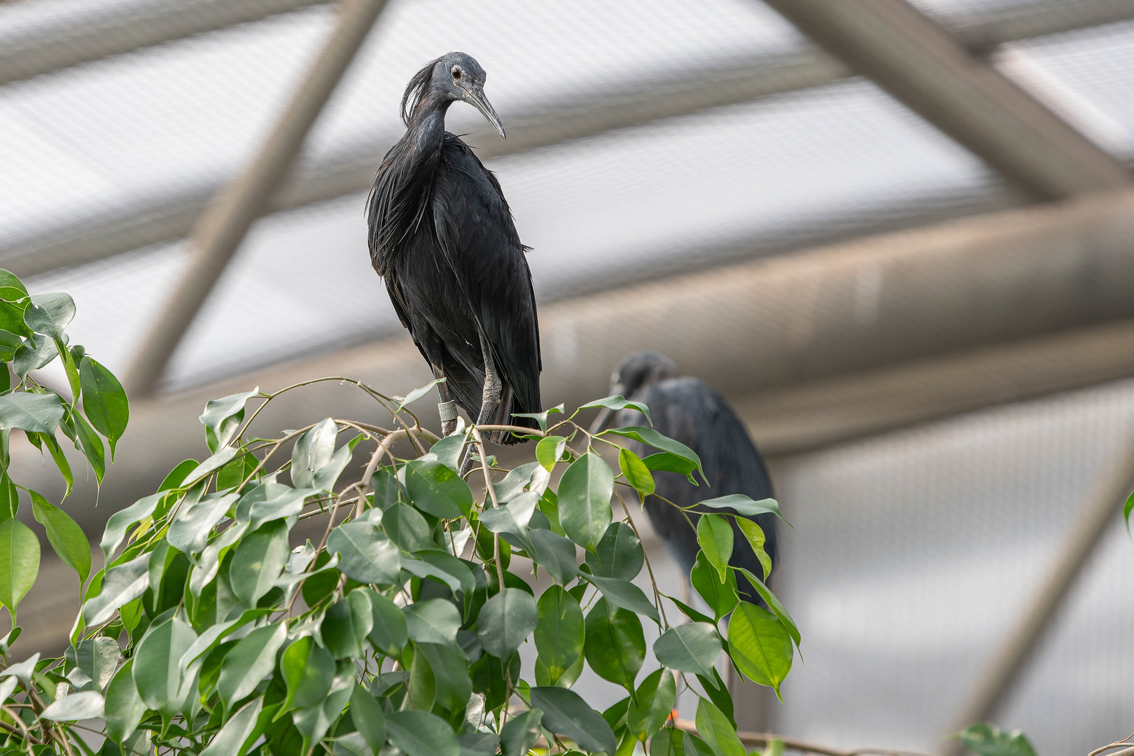Black heron (Egretta ardesiaca)