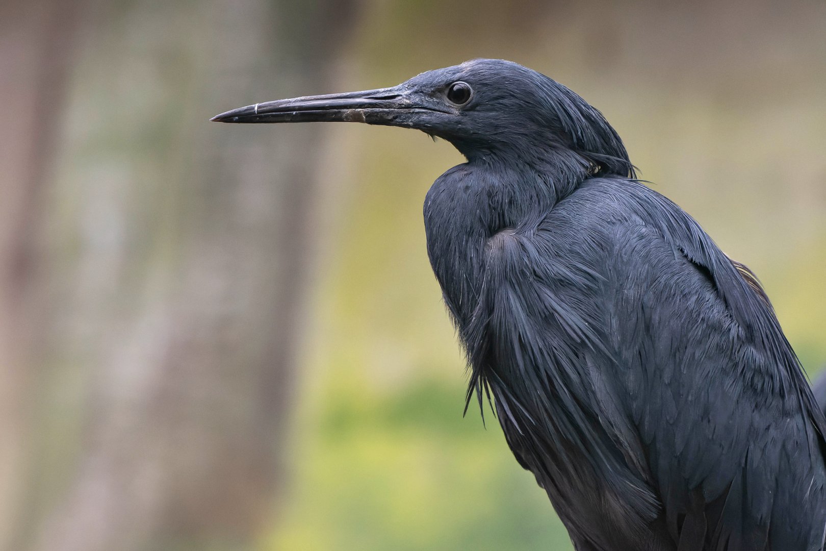 Black heron (Egretta ardesiaca)