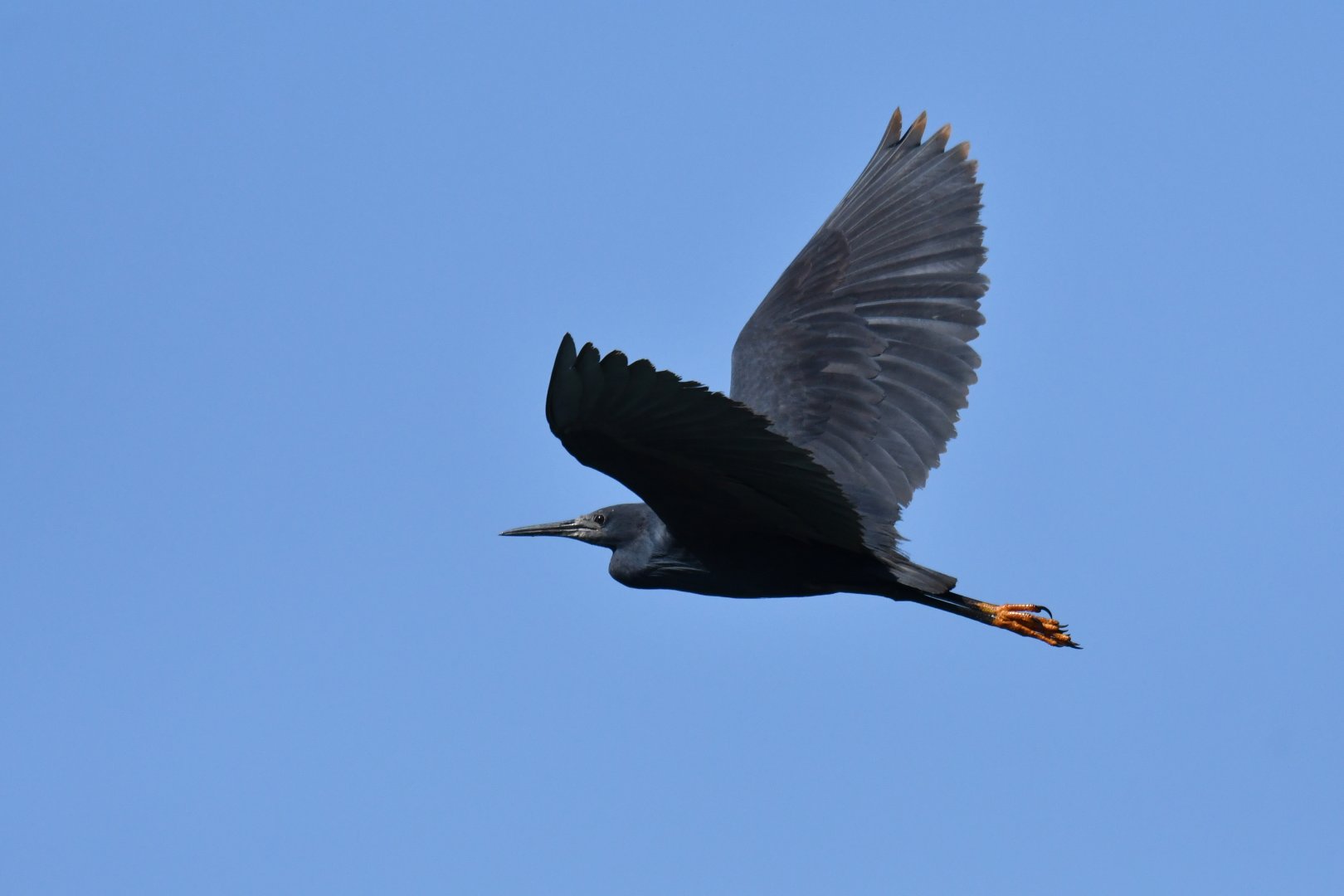 Black Heron Egretta ardesiaca