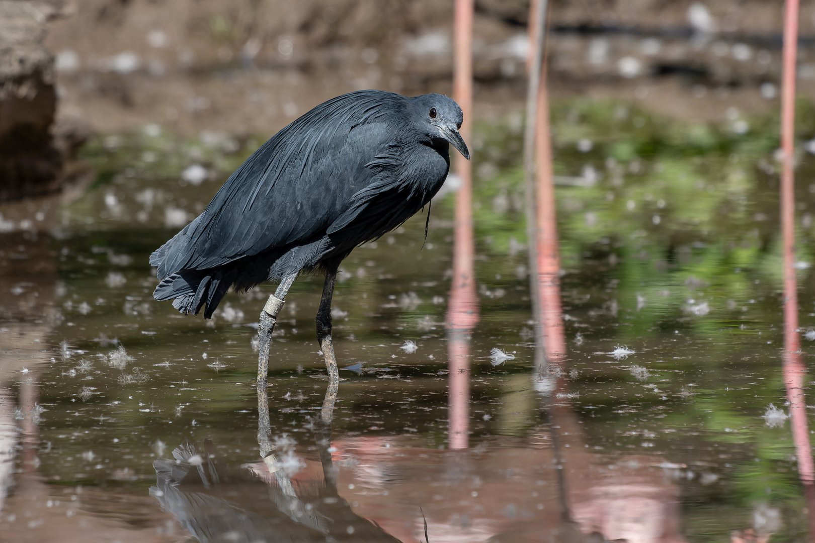 Black heron (Egretta ardesiaca)