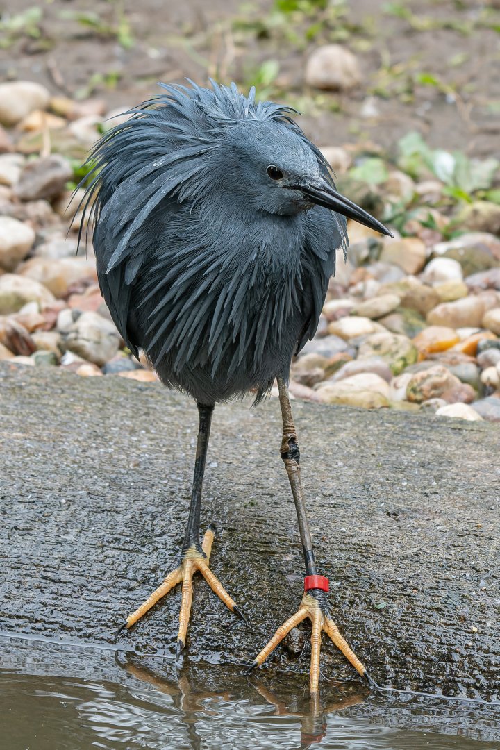 Black heron (Egretta ardesiaca)