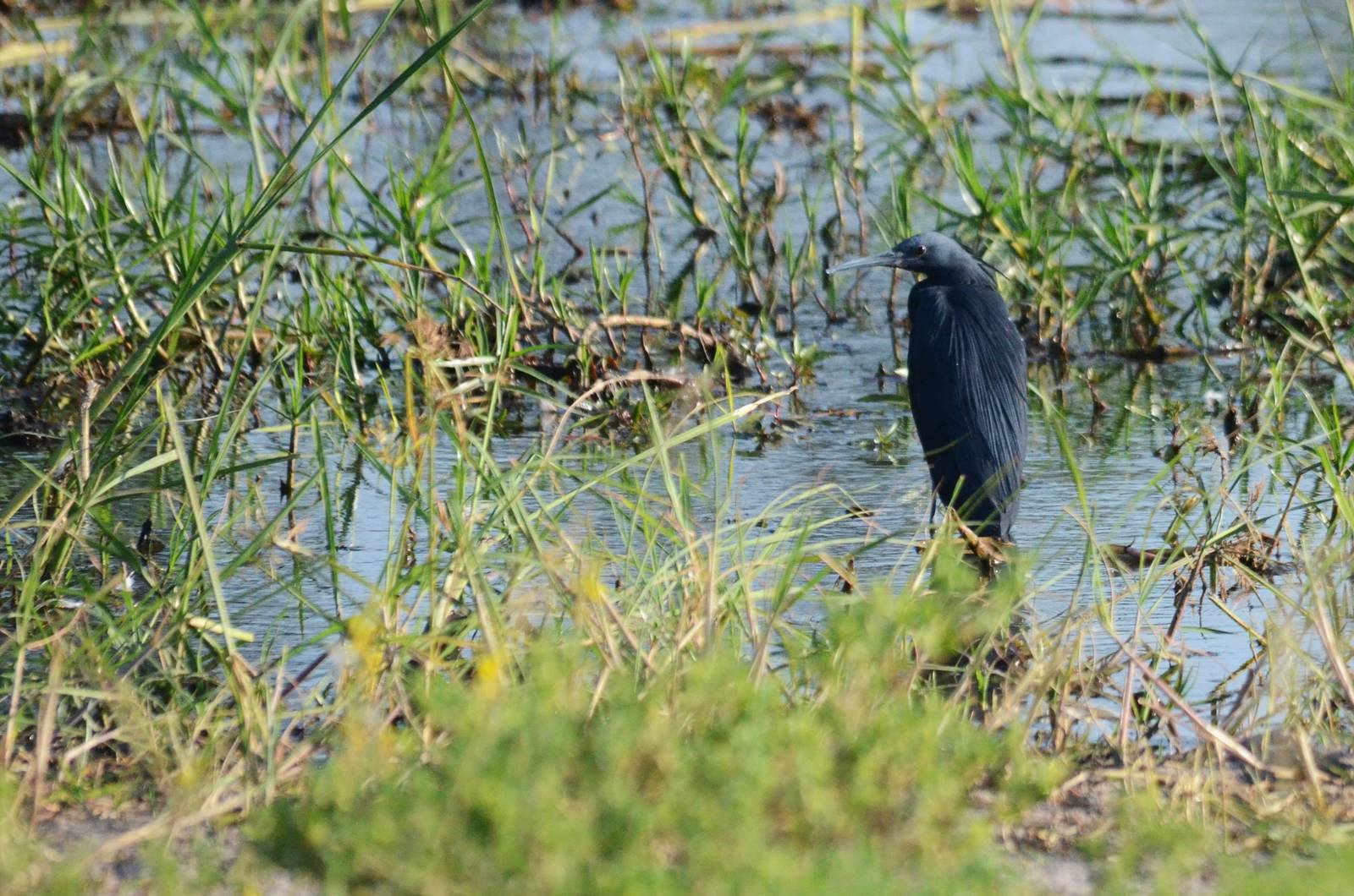 Black Heron, Khwai Community Area, Botswana, 25/04/16