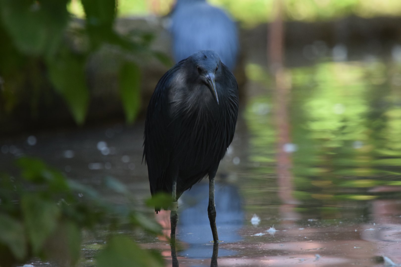 Black heron
