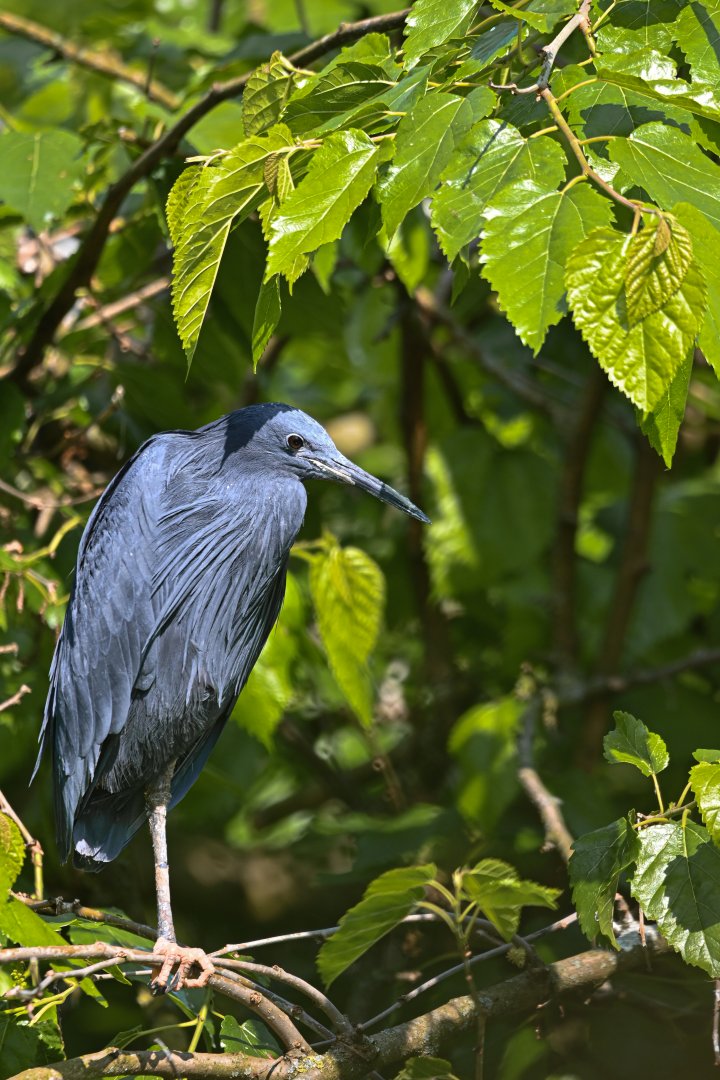 Black heron