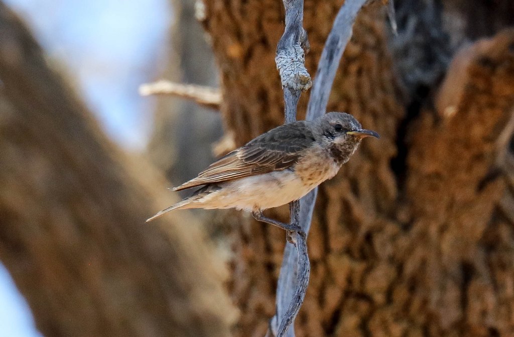 Black Honeyeater female