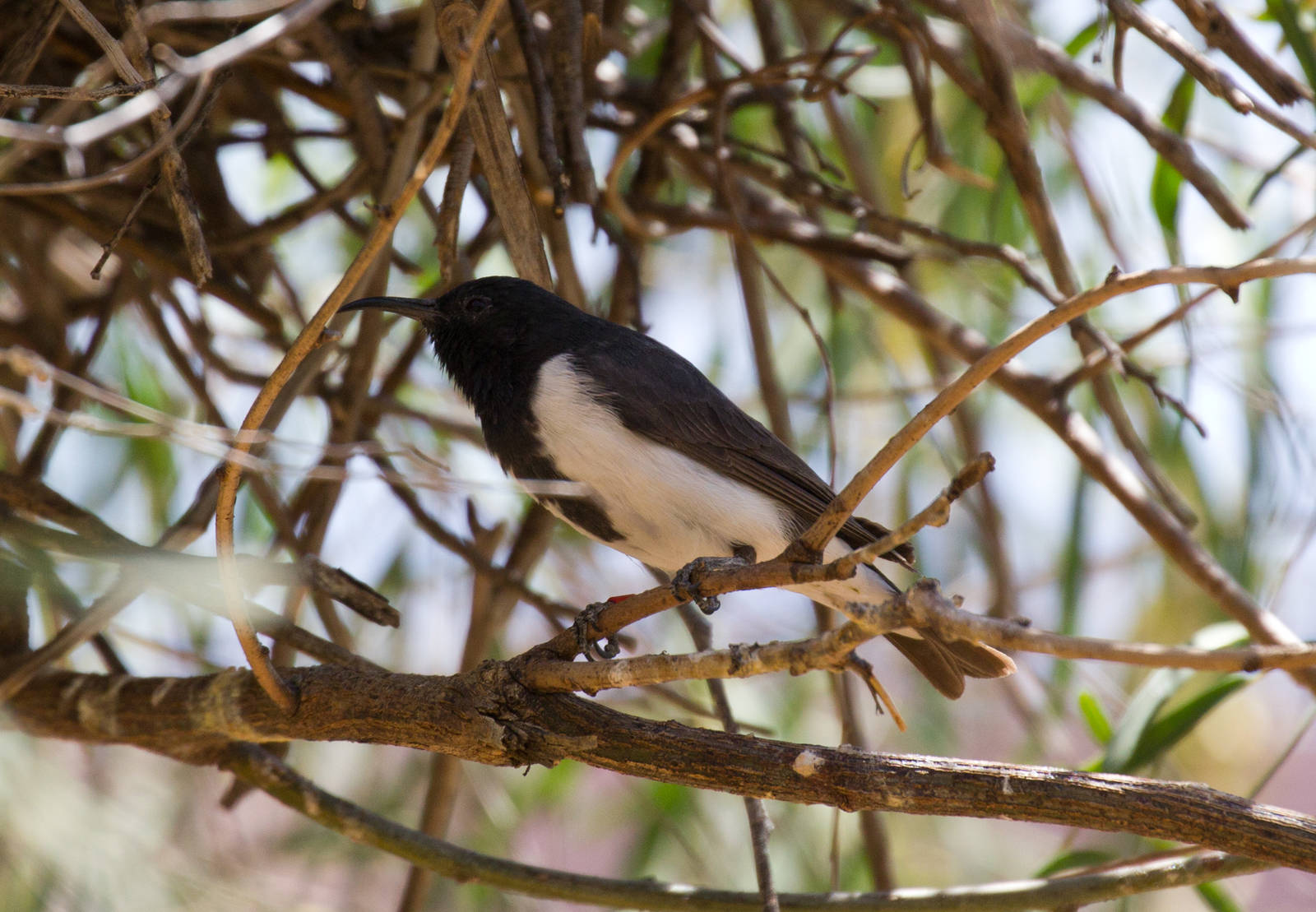 Black Honeyeater