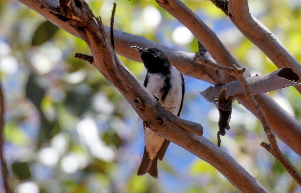Black Honeyeater