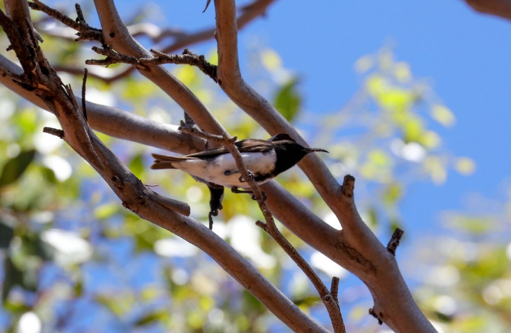 Black Honeyeater