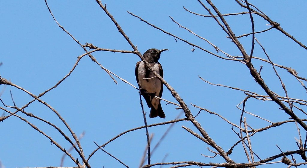 Black Honeyeater