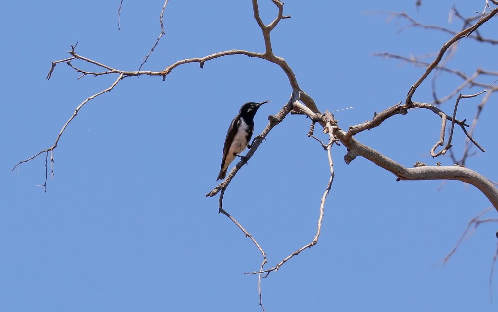 Black Honeyeater