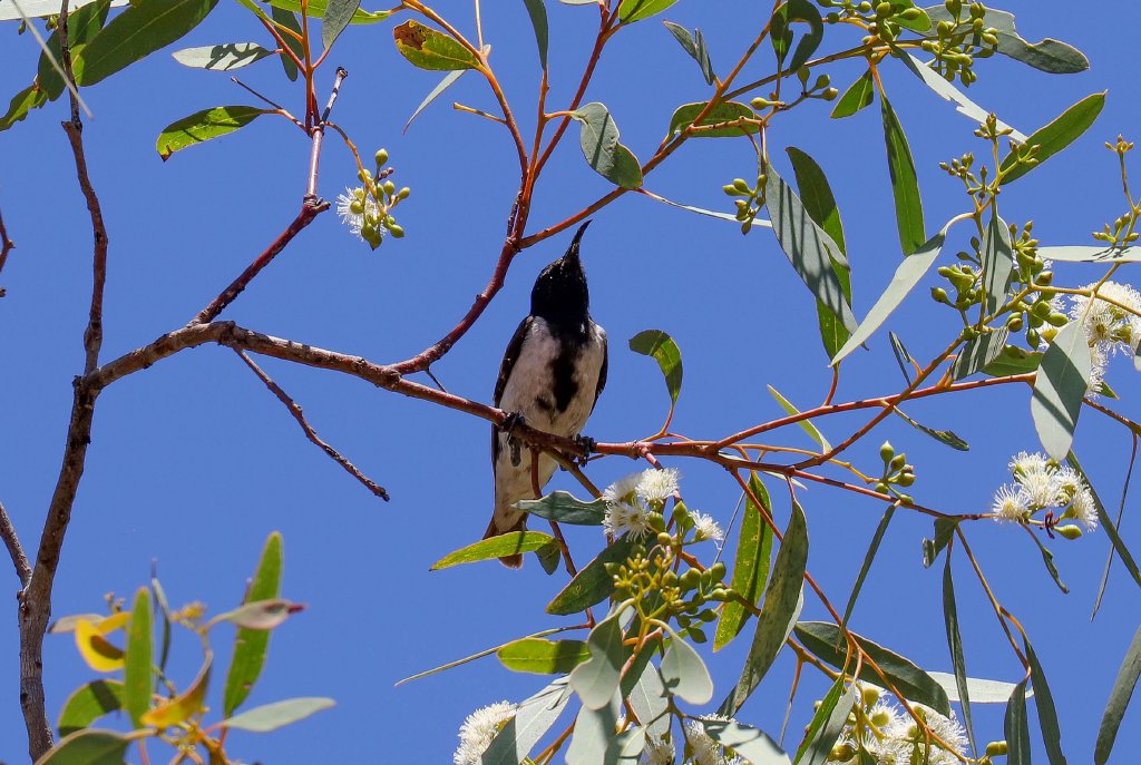 Black Honeyeater