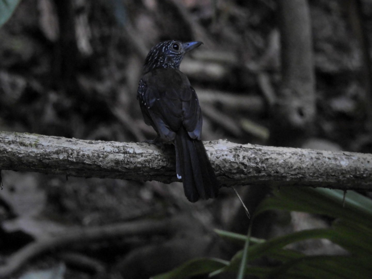 Black Hooded Antshrike