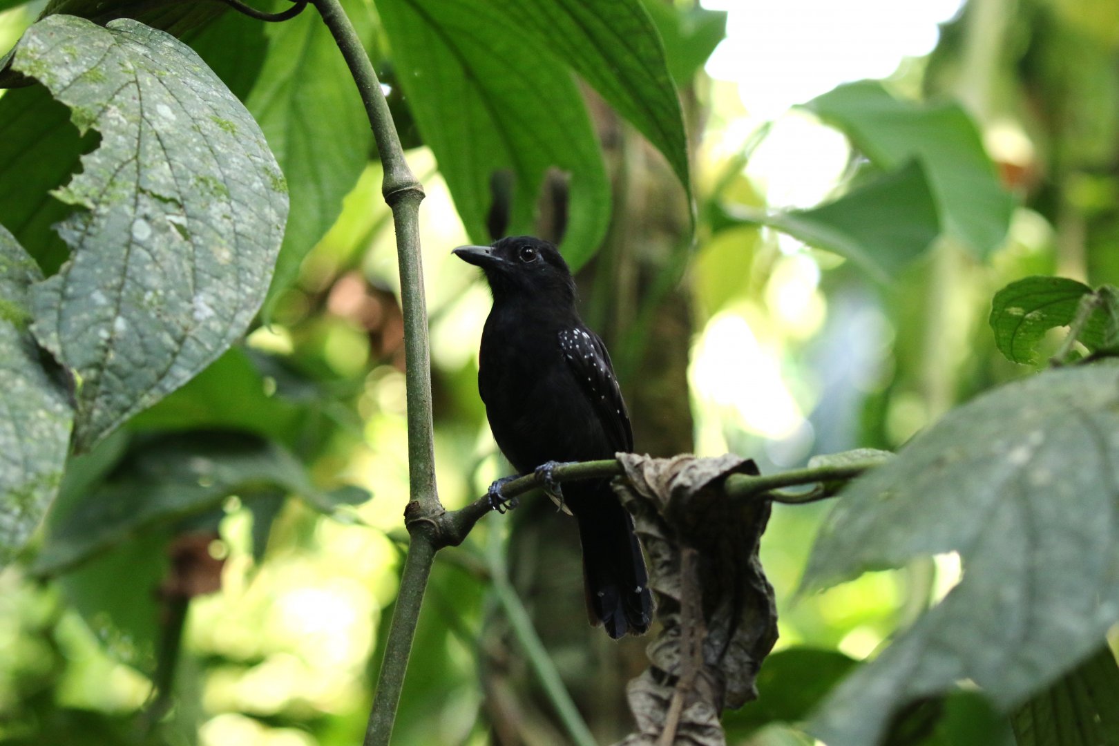 Black-hooded Antshrike