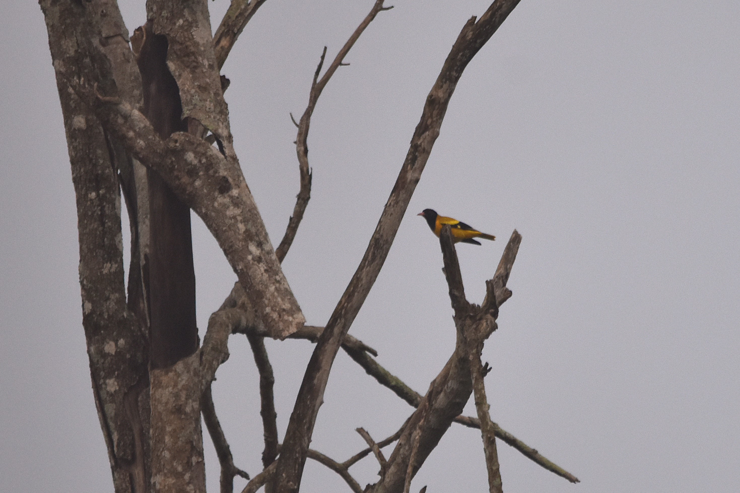 Black-hooded Oriole, Nagarahole Tiger Reserve, 20th November 2024