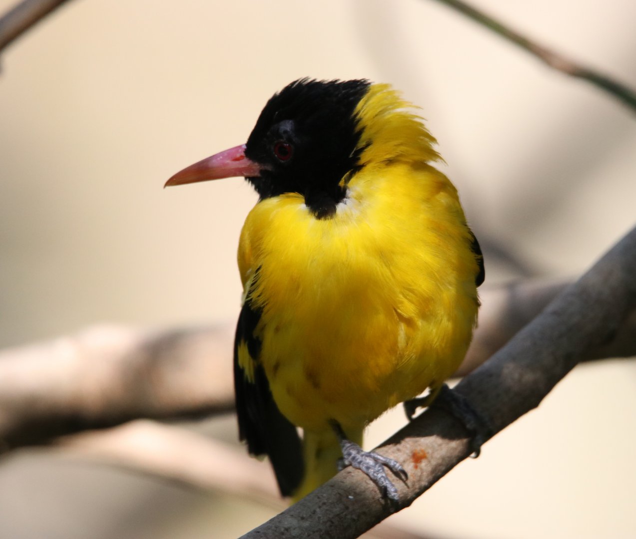 Black-hooded Oriole (Oriolus xanthomus)