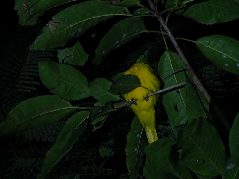 Black-hooded oriole (Oriolus xanthornus xanthornus)