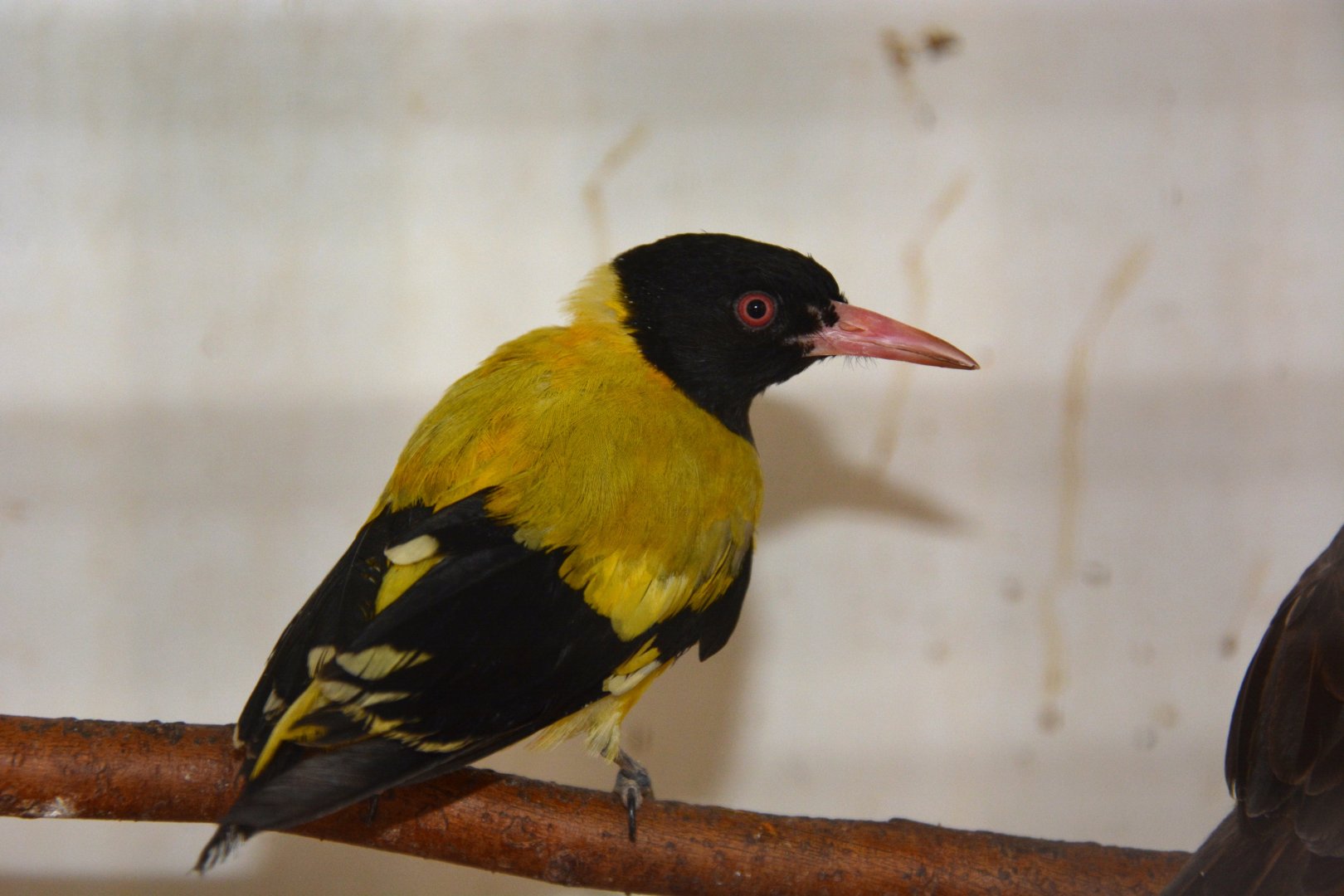 Black-hooded oriole (Oriolus xanthornus xanthornus)