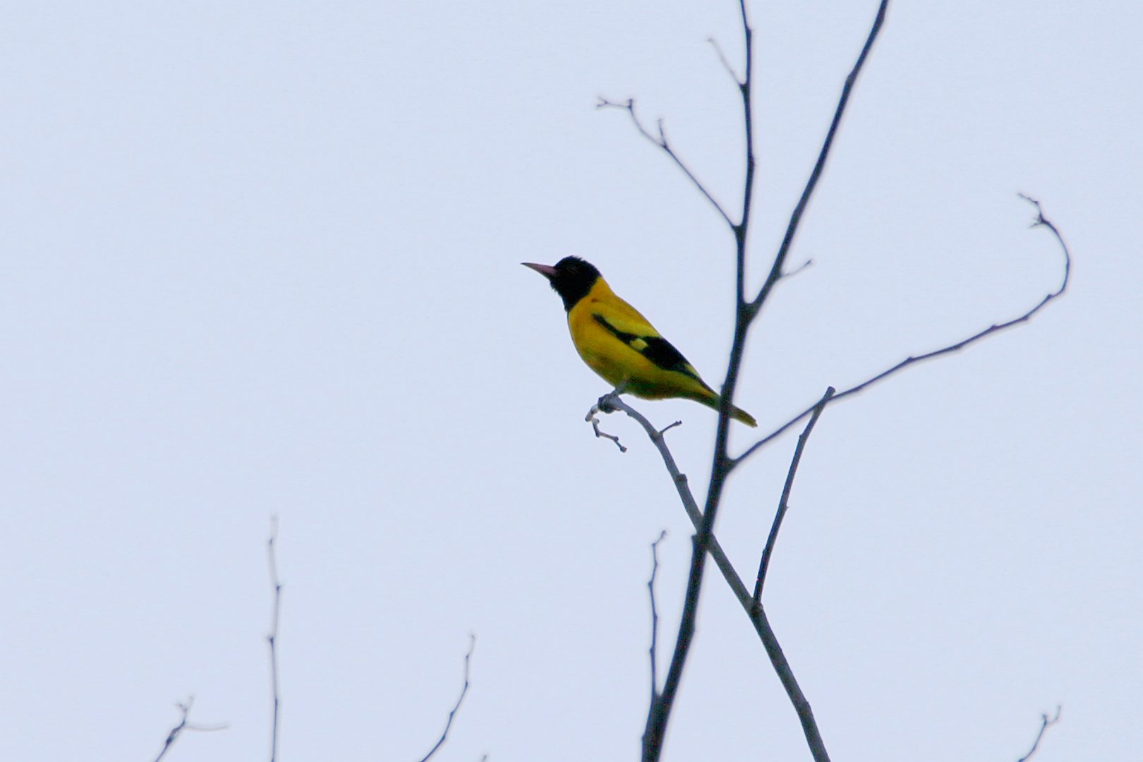Black-hooded Oriole (Oriolus xanthornus)
