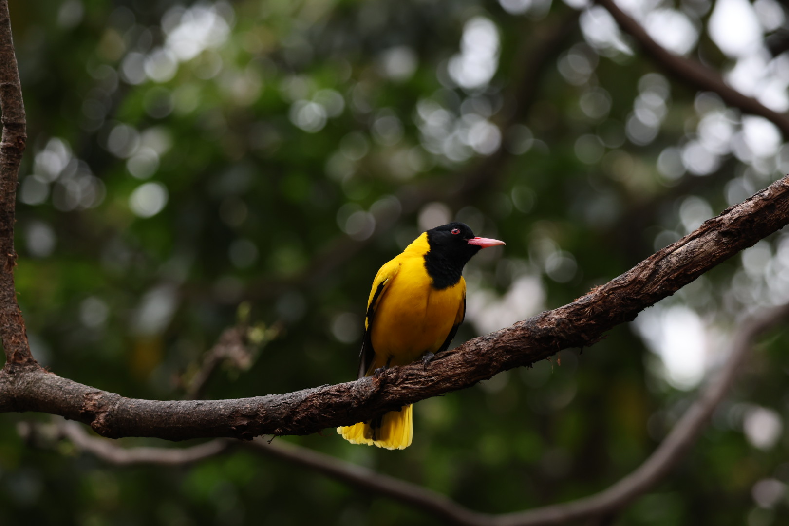 Black-hooded oriole (Oriolus xanthornus)