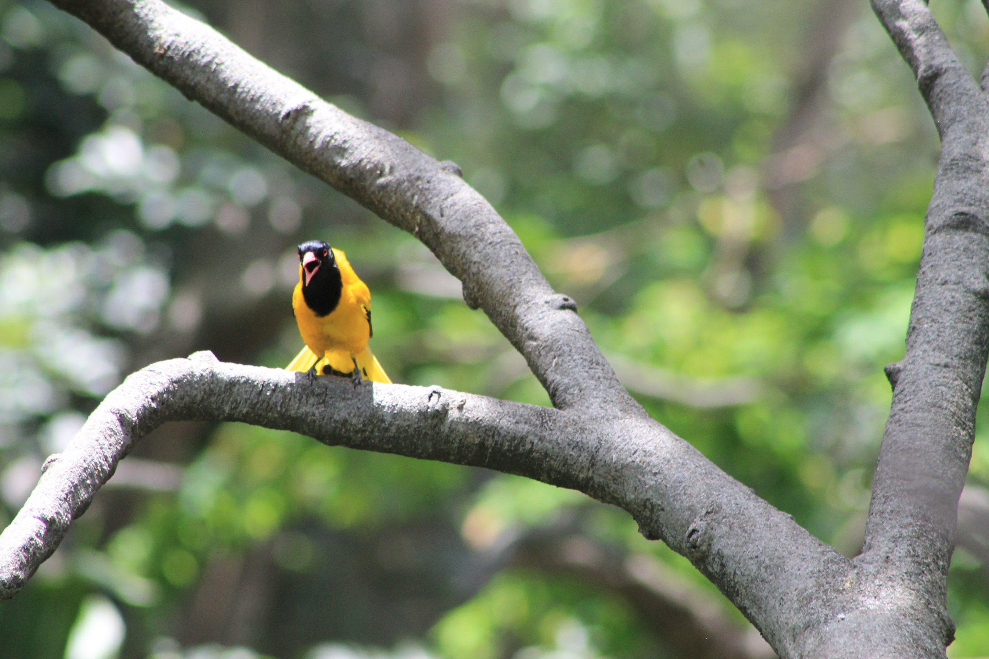 Black-hooded Oriole (Oriolus xanthornus)