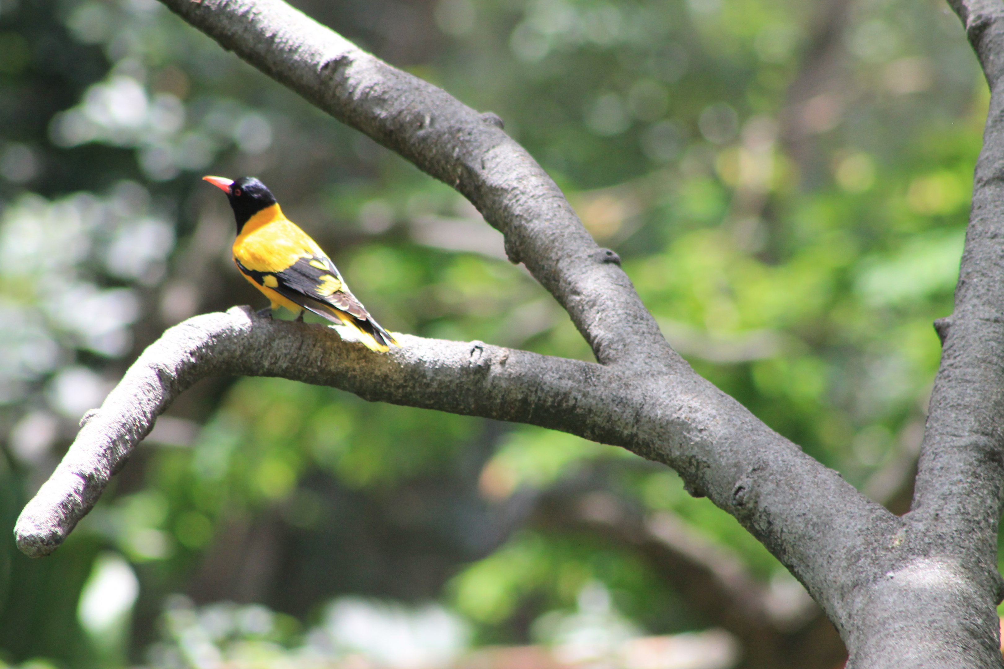 Black-hooded Oriole (Oriolus xanthornus)