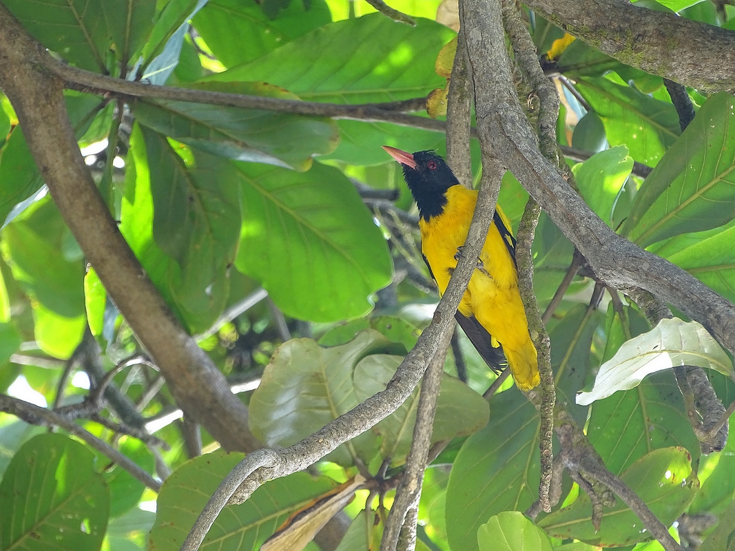 Black-hooded oriole