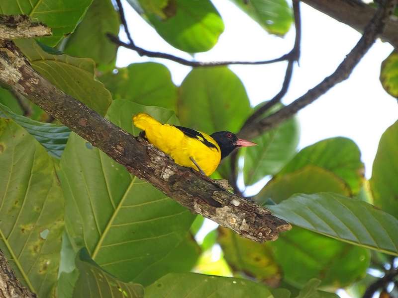 Black-hooded oriole