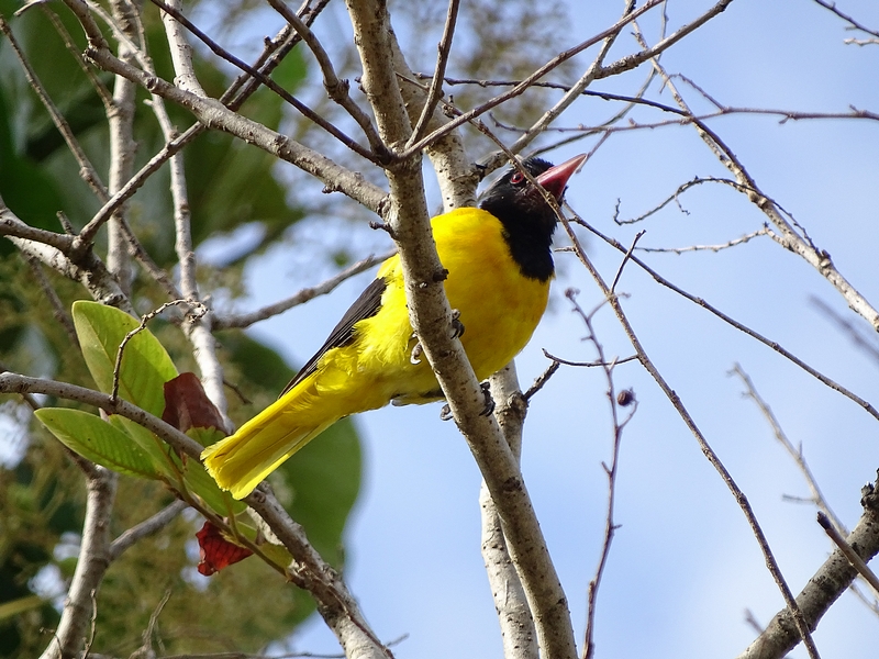 Black-hooded oriole.