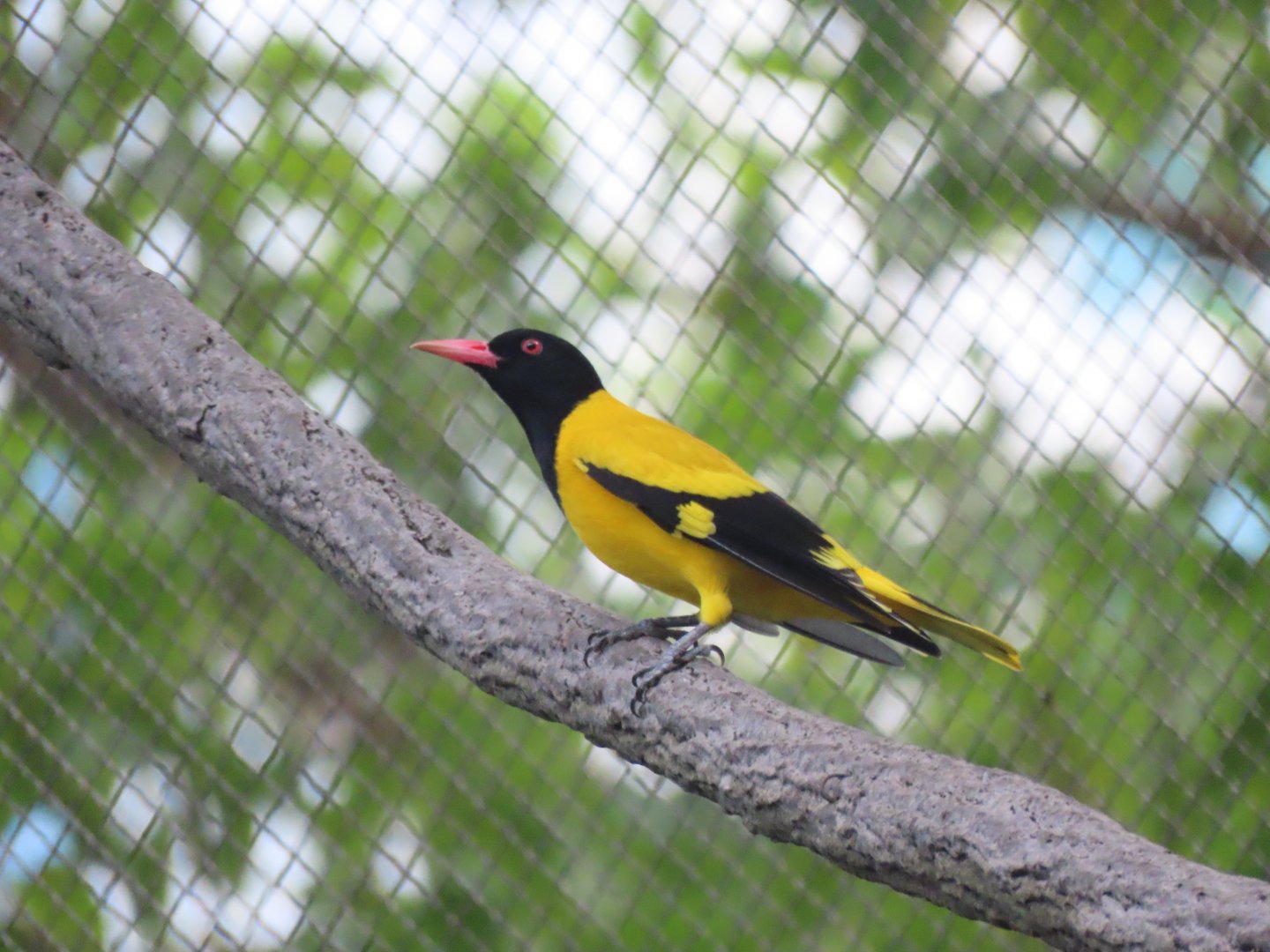 Black-hooded oriole