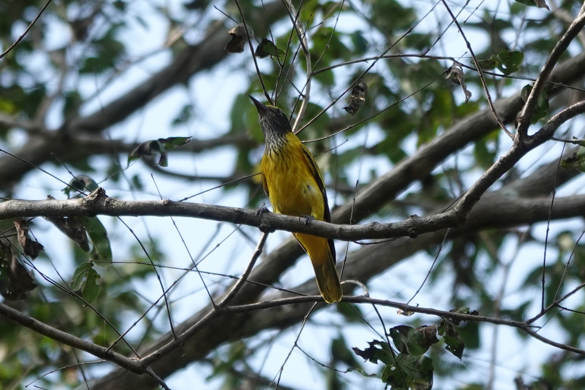 Black-hooded Oriole